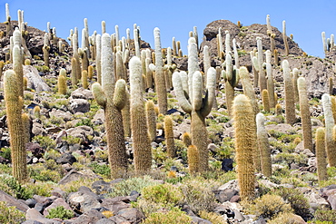 Isla del Pescado or Incahuasi island with Trichocereus pasacana cactus, Salar de Uyuni, Potosi, Bolivia, South America