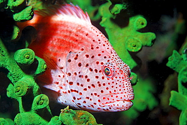 Blackside Hawkfisch (Paracirrhites fosteri) in Green tube coral (Tubastrea micranthus), Gangga Island, Bangka Islands, North Sulawesi, Indonesia, Molucca Sea, Pacific, Asia