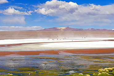 Laguna Colorada, Red Lagoon, Altiplano shallow salt lake, Potosi, Bolivia, South America