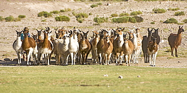 Bolivian woman herding llamas (Lama glama), San Juan, Potosi, Bolivia, South America