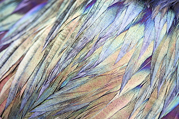 Metallic, multicoloured shimmering coat, feathers, Magnificent fregate bird (Fregata magnificens), Genovesa Island, Tower Island, Galápagos Archipelago, Ecuador, South America