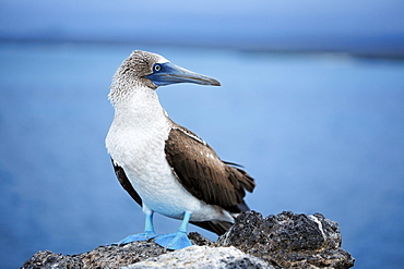 Blue-footed Booby (Sula nebouxii) sitting on a rock, ocean at back, Genovesa Island, Tower Island, Galápagos Archipelago, Ecuador, South America