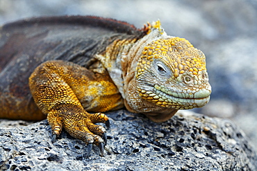 Galápagos land iguana, land saurian, land iguana (Conopholus subchristatus) resting on a rock, Genovesa Island, Tower Island, Galápagos Archipelago, Ecuador, South America