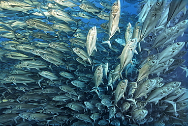 Shoal of Bigeye trevallies (Caranx sexfasciatus), blue water, Cocos Island, Costa Rica, Central America, Pacific