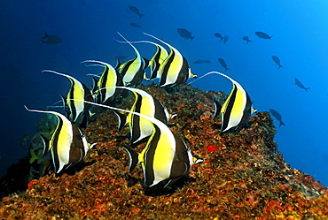 Shoal of Moorish idols (Zanclus cornutus), swimming along a reef, Cocos Island, Central America, Pazific