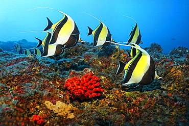 Shoal of Moorish idols (Zanclus cornutus), swimming along a reef, Cocos Island, Central America, Pazific