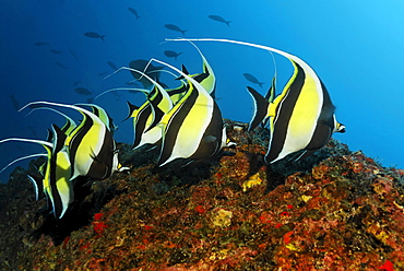 Shoal of Moorish idols (Zanclus cornutus), swimming along a reef, Cocos Island, Central America, Pazific