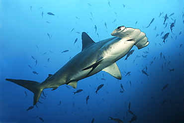 Scalloped Hammerhead Shark (Sphyrna lewini) swimming over a reef with fish, Cocos Island, Costa Rica, Middle America, Pacific Ocean