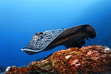 Blackspotted Sting ray (Taeniura meyeni), gliding over reef, Cocos Island, Costa Rica, Central America, Pacific