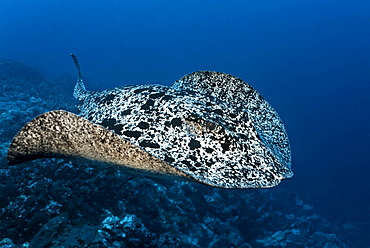 Blackspotted Sting ray (Taeniura meyeni), gliding over reef, Cocos Island, Costa Rica, Central America, Pacific