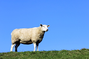 Domestic Sheep (Ovis aries) standing on a dyke, Netherlands