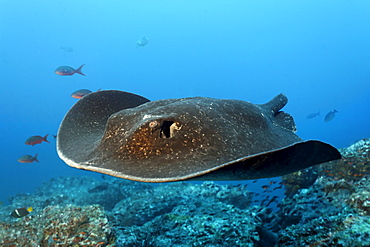 Blackspotted Sting ray, (Taeniura meyeni), tail bitten off by a shark, gliding over reef, Cocos Island, Costa Rica, Central America, Pacific