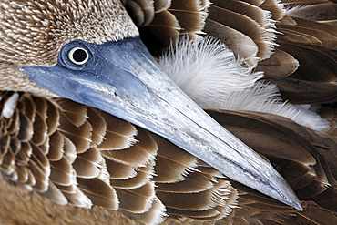 Juvenile Blue-footed Booby (Sula nebouxii) with its head on its feathers to sleep, North Seymour Island, Galapagos Archipelago, Ecuador, South America, Pacific Ocean