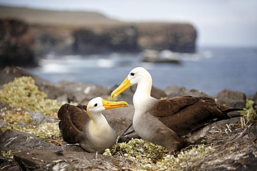 Waved Albatross (Phoebastria irrorata), couple greeting each other, Espanola, Hood Island, Galapagos archipelago, Unesco World Heritage Site, Ecuador, South America, Pacific