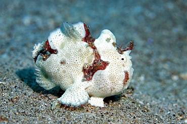 Juvenile Painted Frogfish (Antennarius pictus) on the sandy ocean floor, Gangga Island, Bangka Islands, North Sulawesi, Indonesia, Molukka Sea, Pacific Ocean, Asia