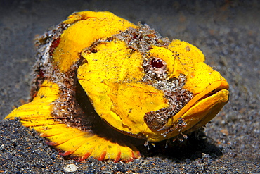 Yellow Scorpionfish, unidentified, on the sandy ocean floor, Gangga Island, Bangka Islands, North Sulawesi, Indonesia, Molukka Sea, Pacific Ocean, Asia