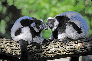 Black-and-white Ruffed Lemur (Varecia variegata), pair, being tender, Madagascar, Africa