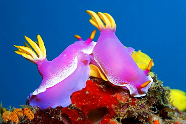 Pink Hypseltodoris (Hypseltodoris bullocki) beside nest of eggs signalling receptiveness, Gangga Island, Bangka Islands, North Sulawesi, Indonesia, Molucca Sea, Pacific Ocean, Asia