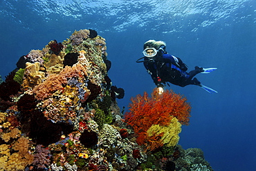 Diver watching Sea Fans (Gorgonaria) on coral reef, colorful overgrown with corals, Gangga Island, Bangka Islands, North Sulawesi, Indonesia, Molucca Sea, Pacific Ocean, Asia