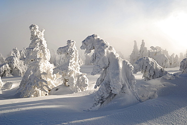 Snow-covered pines in fog and mist on Mt. Brocken, Saxony-Anhalt, Germany, Europe