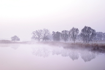 Tree silhouettes on a lake in morning fog at sunrise, Biosphaerenreservat Mittlere Elbe biosphere reserve, Saxony-Anhalt, Germany, Europe