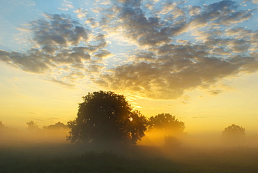 Solitary oak trees in the sunrise on the Elbe meadows, Biosphaerenreservat Mittlere Elbe biosphere reserve in Dessau, Saxony-Anhalt, Germany, Europe