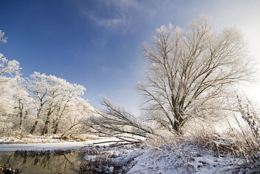 Hoar frost on trees in winter in the river elbe floodplains, Saxony-Anhalt, Germany, Europe