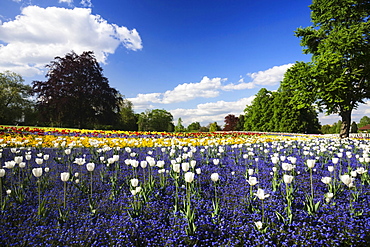 Flowers blooming in spring, Killesbergpark, Stuttgart, Baden-Wuerttemberg, Germany, Europe