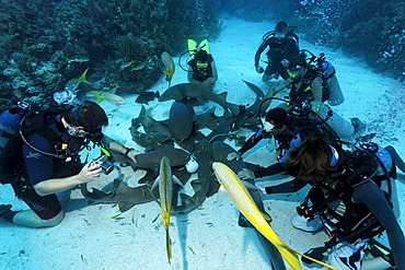 Scuba divers amongst a school of Nurse Sharks (Ginglymostoma cirratum) lying on the sandy ocean after having been attracted by a container of scent agents and bait, barrier reef, San Pedro, Ambergris Cay Island, Belize, Central America, Caribbean