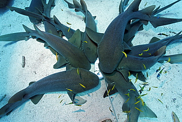 A school of Nurse Sharks (Ginglymostoma cirratum) attracted by a container of scent agents and bait lye on the sandy ocean floor, barrier reef, San Pedro, Ambergris Cay Island, Belize, Central America, Caribbean