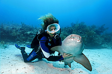 Scuba diver caressing the underside of a Nurse Shark (Ginglymostoma cirratum) in way that causes the shark to fall into a state of apathy, barrier reef, San Pedro, Ambergris Cay Island, Belize, Central America, Caribbean