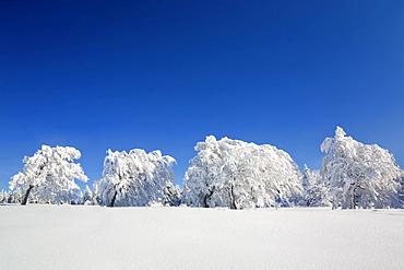 Beech (Fagus sylvatica) trees bent over with snow, Schauinsland mountain, Black Forest, Baden-Wuerttemberg, Germany, Europe