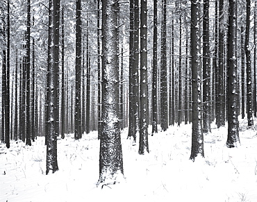 Forest after a snow storm, Mt. Kandel, Black Forest, Baden-Wuerttemberg, Germany, Europe