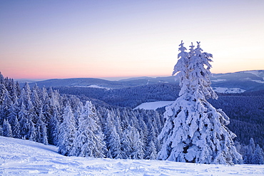 Snow covered trees on Mt. Belchen at sunrise, Black Forest, Baden-Wuerttemberg, Germany, Europe