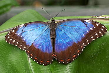 Peleides Blue Morpho (Morpho peleides)