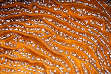 Graphic detail of Graham's Leafy Coral (Agaricia grahamae), Barrier Reef, San Pedro, Ambergris Cay Island, Belize, Central America, Caribbean