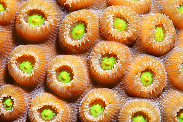 Graphic detail of a Favia Coral (Solanestrea sp.) with blossoming coral polyps, Barrier Reef, San Pedro, Ambergris Cay Island, Belize, Central America, Caribbean