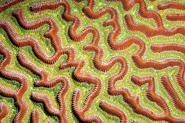 Graphic detail of the Brain Coral (Colpophyllia natans) with twists and withdrawn polyps, Barrier Reef, San Pedro, Ambergris Cay Island, Belize, Central America, Caribbean