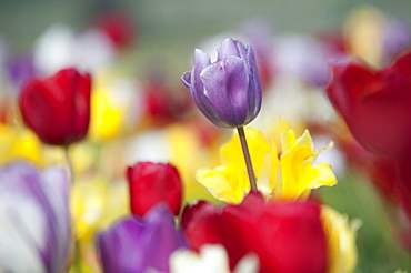 Tulips (Tulipa), Texel, Netherlands, Europe