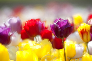 Tulips (Tulipa), Texel, Netherlands, Europe