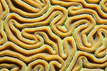 Graphic detail of the twists and polyps of Grooved Brain Coral (Diploria labyrinthiformis), Barrier Reef, San Pedro, Ambergris Cay Island, Belize, Central America, Caribbean