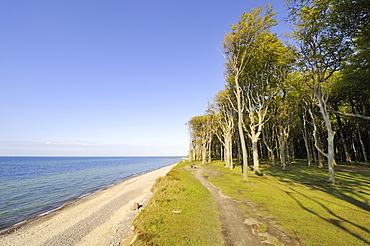 Coast near Nienhagen with the adjacent Nienhaeger Holz nature reserve, also called the 'spook forest', Bad Doberan district, Mecklenburg-Western Pomerania, Germany, Europe