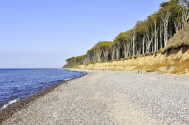 Gravel beach near the adjacent Nienhaeger Holz nature reserve, also called the 'spook forest', Bad Doberan district, Mecklenburg-Western Pomerania, Germany, Europe