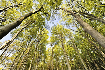 Beeches (Fagus sylvatica) at the steep coast near Nienhagen, deformed by the onshore wind, Bad Doberan district, Mecklenburg-Western Pomerania, Germany, Europe