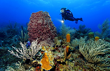 Female diver with a lamp looking at a Barrel Sponge (Xestospongia muta) in a multi-coloured coral reef with various sponges and corals, Hopkins, Dangria, Belize, Central America, Caribbean