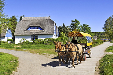 Horse-drawn carriage, public transport on the car-free island, Hiddensee Island, district of Ruegen, Mecklenburg-Western Pomerania, Germany, Europa