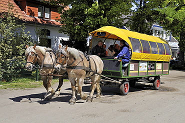 Horse-drawn carriage, public transport on the car-free island, Hiddensee Island, district of Ruegen, Mecklenburg-Western Pomerania, Germany, Europa