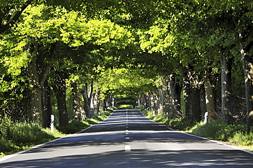 Deutsche Alleenstrasse avenue L29 between Kasnevitz and Garz, Ruegen island, Mecklenburg-Western Pomerania, Germany, Europe