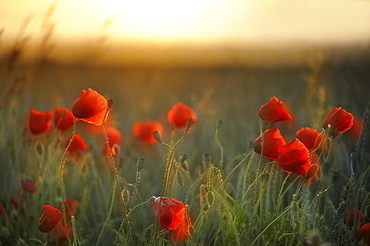 Corn Poppies (Papaver rhoeas) in the evening light, Germany, Europe