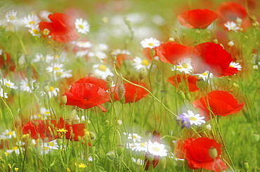 Detail of a summer meadow with Poppies (Papaver rhoeas) and Daisies (Leucanthemum vulgare), Germany, Europe